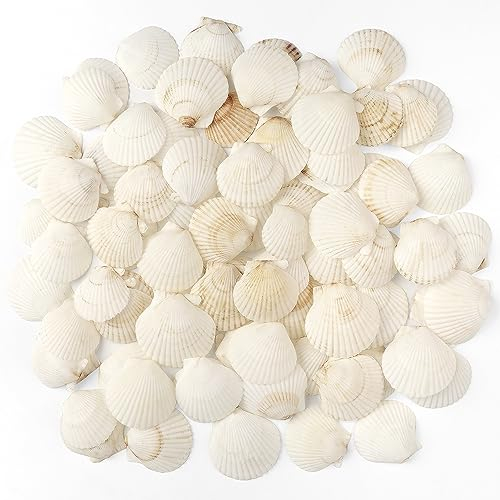 Jangostor 48 Stück Muscheln Natürliche Muschel, 3CM-5CM Weiße Muschel Jakobs Muschel kleine Muscheln für Handwerk Hochzeit Dekoration Strand Theme Party, Fischtank und Vase Füller