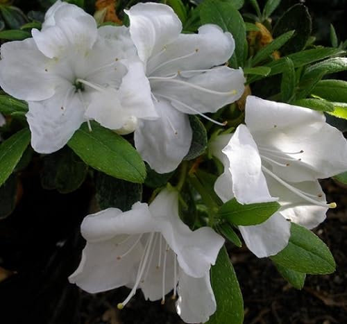 100 Stück weiße Azaleen-Blumensamen