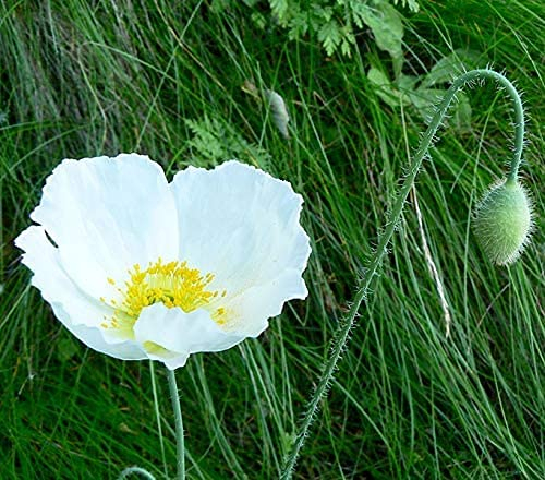 Weißer Mohn var. album - 1000 Samen