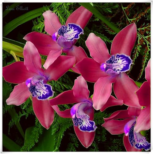 Perennial, Cymbidium Orchid Bulbs, Hardy, Professional for Beautiful Garden Displays-4 Bulbs-H