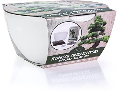 Bonsai Set Anzuchtset Bonzai Starter Kit tree Baum zum Verschenken Geburtstagsgeschenk Porzellan Schale aus Deutschland Samen + Keramik + Lavasteine + Erde + Broschüre (Pinie)