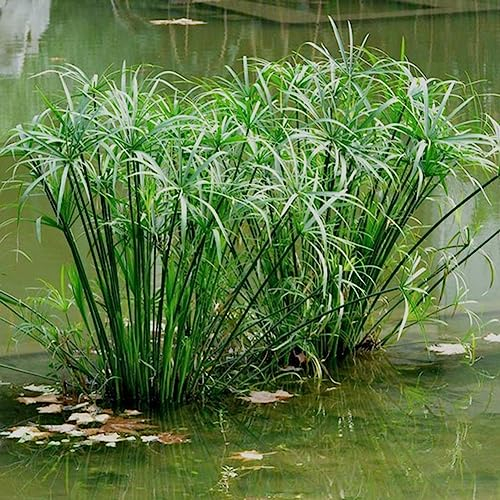 lamphle 30 Stück Cyperus Alternifolius Samen Semi-aquatische Wasserpflanze Teich Garten Dekor Blume Obstbaum Gemüsesamen Samen von Cyperus Alternifolius