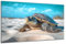 DARO Design - Wand-Bild auf 6mm HDF 70x50 cm Schildkröte Land - Wand-Deko Bilder Geschenk