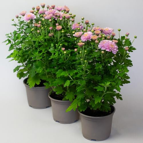 3 x Chrysanthemum Garden mums - Plants Outdoor Garden Ready, in 10.5cm Pots, Outdoor Perennial All Year Round (Pink)