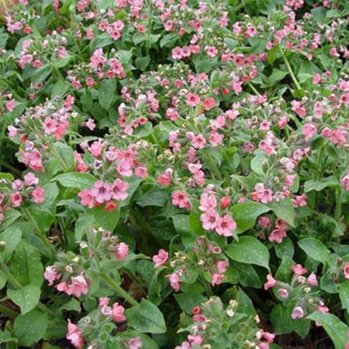 6 x Großgeflecktes Lungenkraut 'Dora Bielefeld' - Pulmonaria Sacc. 'Dora Bielefeld' Topf 9x9cm: Große Blütenpracht für schattige Bereiche