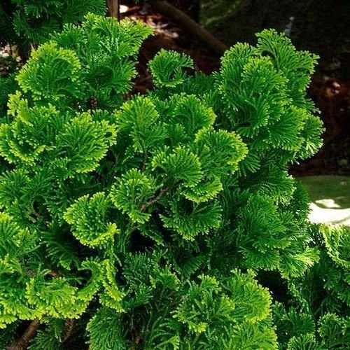 35 Semi di Hinoki Cipresso (Chamaecyparis obtusa)