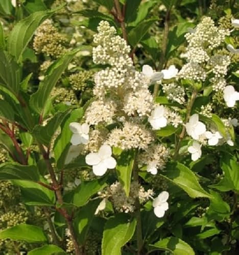 3 x Hortensia paniculé 'Kyushu' - Hydrangea Paniculata 'Kyushu' 40-50 cm en conteneur - Généreuse floraison en cônes imposants.