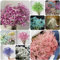 120 pcs schleierkraut pflanze winterhart samen - gartenblumen,Gypsophilia Paniculata, wildblumensamen mehrjährig blumenwiese samen bienenfreundliche blumensamen bienenweide saatgut
