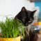 1000 pcs katzengras samen balkonpflanzen winterhart pflanzen balkon wildblumen winterharte stauden kübelpflanzen winterhart exotische pflanzen winterhart blumenbeet steingartenpflanzen