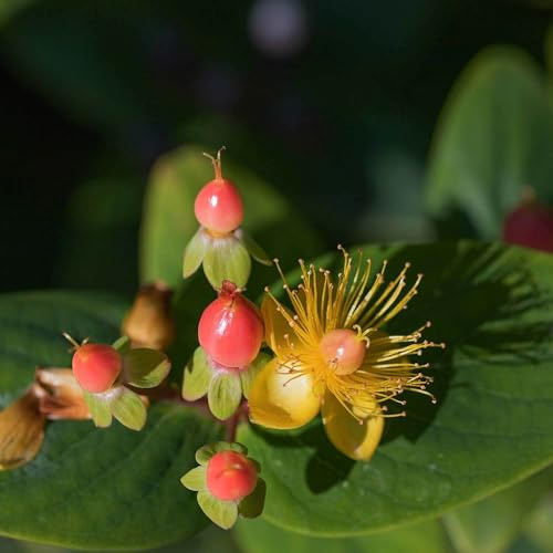 Vivai le Georgiche - Pianta vera di Hypericum x inodorum Magical Beauty Hypericum 'Kolmbeau', Hypericum 'Orange Gem' Iperico - vaso Ø 18 cm