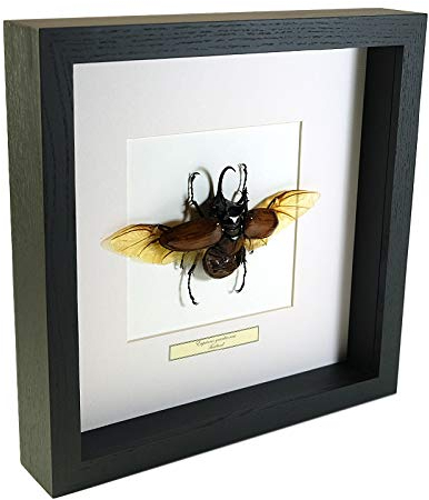 De Museumwinkel.com Eupatorus gracilicornis – Käfer fünfhörnig - Echter präparierter Insekt montiert unter Glas in handgefertigten schwarzen Holzrahmen