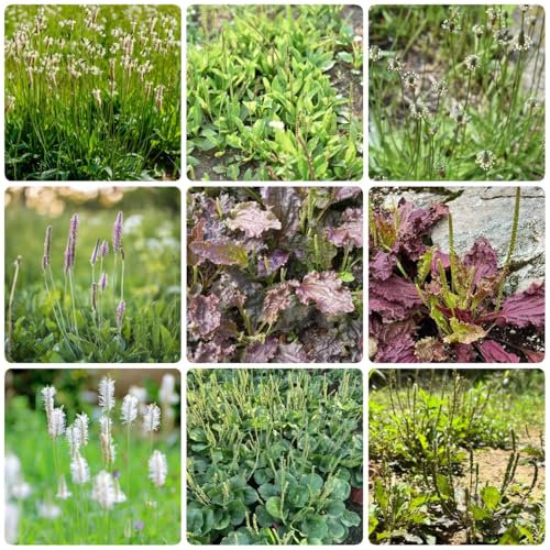 semi di piantaggine plantano, semi di erbe piante resistenti per il giardino, piante resistenti all'inverno per balconi, piante in vaso resistenti pianta da balcone di erbe aromatiche 55pcs