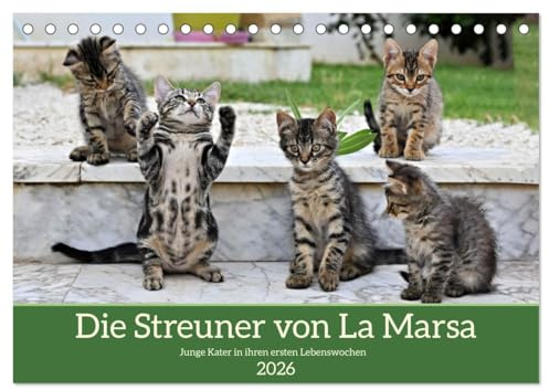 Die Streuner von La Marsa (Tischkalender 2026 DIN A5 quer), CALVENDO Monatskalender: Es wäre ein perfektes Geschenk für Katzenliebhaber und ... in den Alltag bringt. (CALVENDO Tiere)