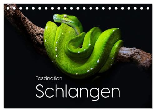 Faszination Schlangen (Tischkalender 2026 DIN A5 quer), CALVENDO Monatskalender: Entdecke die einzigartige Welt der Schlangen. (CALVENDO Tiere)