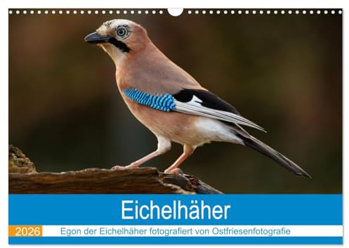 Eichelhäher - Egon der Eichelhäher fotografiert von Ostfriesenfotografie (Wandkalender 2026 DIN A3 quer), CALVENDO Monatskalender: Eichelhäher, der ... sich von seiner Besten Seite (CALVENDO Tiere)