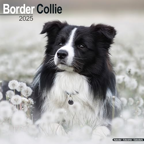Border Collie 2025 - 16-Monatskalender: Original Avonside-Kalender [Mehrsprachig] [Kalender] (Wall-Kalender)