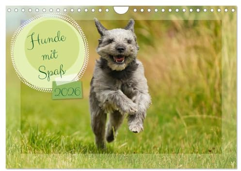 Hunde mit Spaß (Wandkalender 2026 DIN A4 quer), CALVENDO Monatskalender: Die Freude der Hunde beim Spielen und Toben und Rennen macht immer wieder Spaß anzusehen (CALVENDO Tiere)