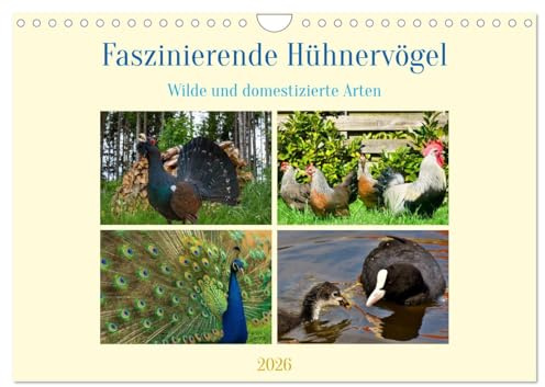 Faszinierende Hühnervögel (Wandkalender 2026 DIN A4 quer), CALVENDO Monatskalender: Wilde und domestizierte Arten (CALVENDO Tiere)