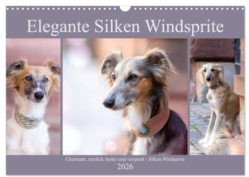 Elegante Silken Windsprite (Wandkalender 2026 DIN A3 quer), CALVENDO Monatskalender: Elegant, rasant, entspannt - der Silken Windsprite (CALVENDO Tiere)