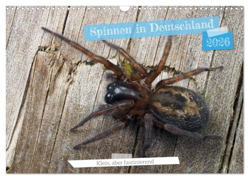 Spinnen in Deutschland (Wandkalender 2026 DIN A3 quer), CALVENDO Monatskalender: Naturwunder ganz nah: Spinnenkalender für Dein Zuhause. (CALVENDO Tiere)