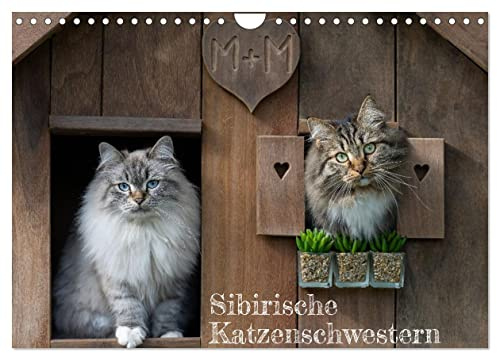 Maui und Molokai - Sibirische Katzenschwestern (Wandkalender 2026 DIN A4 quer), CALVENDO Monatskalender: Hier geht's zu aufregenden Katzenabenteuern. (CALVENDO Tiere)