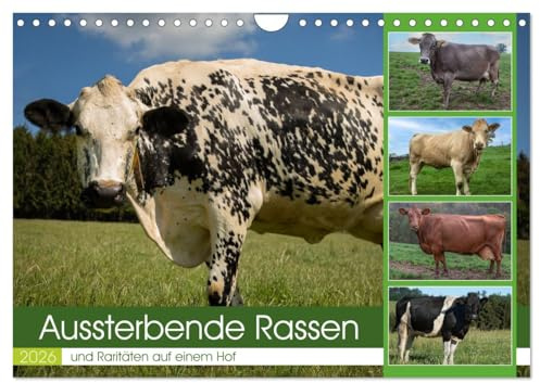 Aussterbende Rassen und Raritäten (Wandkalender 2026 DIN A4 quer), CALVENDO Monatskalender: Aussterbende Kuhrassen (CALVENDO Tiere)