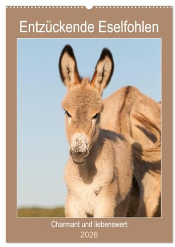 Entzückende Esel - Charmant und liebenswert (Wandkalender 2026 DIN A2 hoch), CALVENDO Monatskalender: Zauberhafte plüschige Langohren (CALVENDO Tiere)