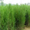 Zypressen Seeds 50 PC Rare Grün Platycladus Orientalis Orientalische Lebensbaum Samen Conifer sät DIY Hausgarten-Frischluft-1