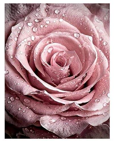 DCIDBEI Groß und Klar Diamond Painting Rose Tautropfen 40x50cm Pinke Blumen | Diamant Painting Bilder Erwachsene Rosen mit Tautropfen Malen nach Zahlen Erste Liebe Dankbarkeit Eleganz Liebe Puzzle