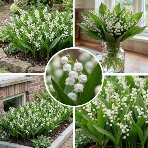 FLORIUM Convallaria majalis Weißes Maiglöckchen 10x Rhizome aus Holland | Duftende Frühlingsblüher für Garten, Topf & Schatten mit kräftigen Rhizomen aus den Niederlanden.