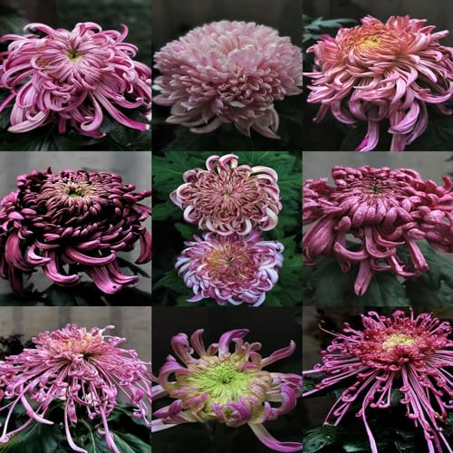 45 pcs chrysanthemen winterhart samen - dekoration wohnzimmer chrysantheme,Chrysanthemum morifolium, winterharte stauden mehrjährig pflanztopf wildflower summer garten pflanzen