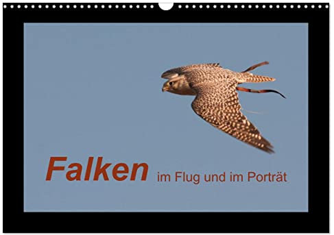 Falken im Flug und im Porträt (Wandkalender 2025 DIN A3 quer), CALVENDO Monatskalender: Die schnellsten Greifvögel der Welt (CALVENDO Tiere)