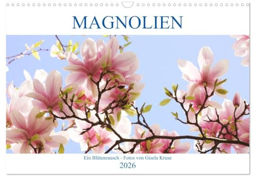 Magnolien Ein Blütenrausch (Wandkalender 2026 DIN A3 quer), CALVENDO Monatskalender: Königin der Gehölze mit attraktiven Blüten (CALVENDO Natur)