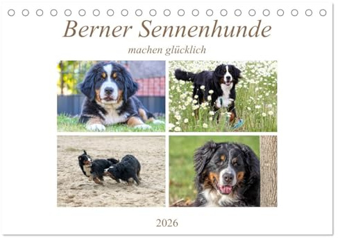 Berner Sennenhunde machen glücklich (Tischkalender 2026 DIN A5 quer), CALVENDO Monatskalender: Sennenhund Rasse (CALVENDO Tiere)