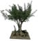 Ulivo in miniatura per Presepi - Accessori Presepi (h 40 cm)
