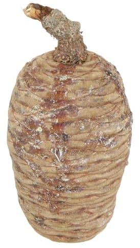 Zedernzapfen Deko Herbst Weihnachten Tischdekoration kreativ, 3 Stück