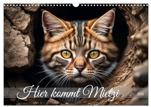 Hier kommt Mietzi (Wandkalender 2026 DIN A3 quer), CALVENDO Monatskalender: Ein Kalender mit frechen Katzen, jeden Monat neu! (CALVENDO Tiere)