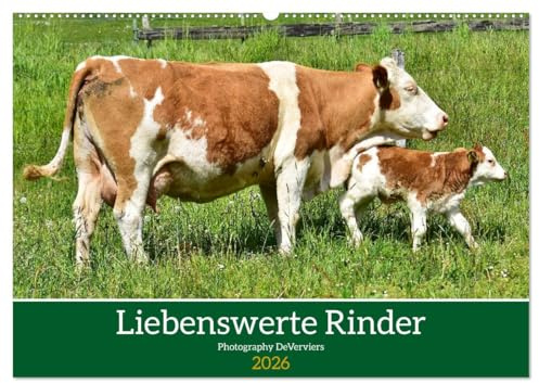 Liebenswerte Rinder (Wandkalender 2026 DIN A2 quer), CALVENDO Monatskalender: Nette Wiesenbewohner (CALVENDO Tiere)