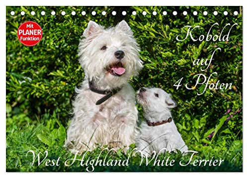 Kobold auf 4 Pfoten - West Highland White Terrier (Tischkalender 2026 DIN A5 quer), CALVENDO Monatskalender: West Highland White Terrier begleiten auf ... Fotos durch das Jahr (CALVENDO Tiere)