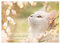 Katzen 2026 Bezaubernde Samtpfoten (Wandkalender 2026 DIN A3 quer), CALVENDO Monatskalender: Wunderschöne Katzenportraits, die jeden Raum erstrahlen lassen. (CALVENDO Tiere)