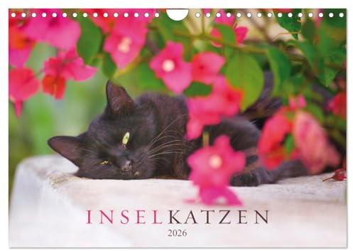 Inselkatzen (Wandkalender 2026 DIN A4 quer), CALVENDO Monatskalender: Wunderschöne, farbenprächtige Fotografien von Katzen der griechischen Inseln (CALVENDO Tiere)