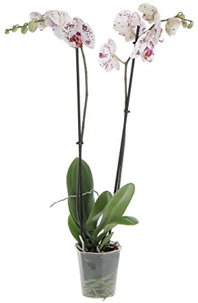 KENTIS - Orchidea Phalaenopsis Bicolore - Piante da Interno Vere Fiorite - H 60-70 cm Vaso Ø 12 cm