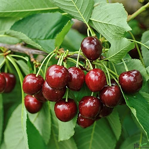Terrassenobst Kirsche Kleinobst Balkon Terrasse Kirschbaum Obstbaum Hedelfinger 80-120 cm | Befruchter Büttners oder Schneiders