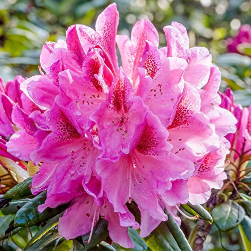 Rhododendron Cosmopolitan Evergreen Outdoor Garden Shrub Pink Red Flowering Plant in Pot
