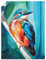 ARTland Wanddeko Poster & Kunstdrucke Wandposter 30x40 cm Tiere Vogel Eisvogel Farbe Eis Natur U5BJ