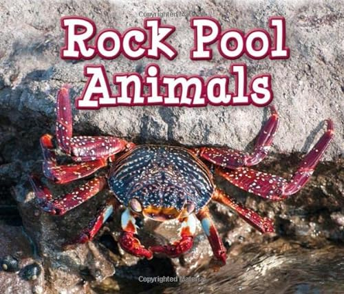 Rock Pool Animals (Animals in Their Habitats)