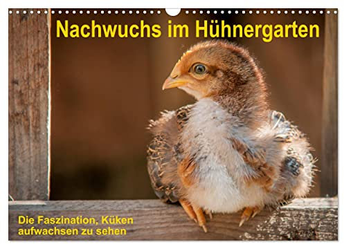 Nachwuchs im Hühnergarten (Wandkalender 2024 DIN A3 quer), CALVENDO Monatskalender: Innerhalb weniger Wochen wuchsen 5 flauschige Küken zu stattlichen Junghühnern heran. (CALVENDO Tiere)