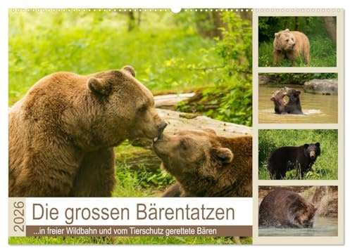 Die grossen Bärentatzen (Wandkalender 2026 DIN A2 quer), CALVENDO Monatskalender: Spezielle Bilder von Bären in freier Wildbahn und vom Tierschutz geretteten Tieren. (CALVENDO Tiere)