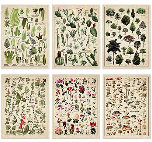 Set mit 6 Pflanzenpostern im Vintage-Stil, botanische Drucke, 30,5 x 40,6 cm, dekoratives Wickelposter, Baum, Wandkunst, Bild, Vintage-Pilz-Dekor, florales Naturposter für Wand, Kaktus, Poster, Drucke