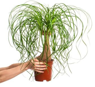Planta Pata de Elefante Natural - Beucarnea Recurvata Exótica - Planta de Interior